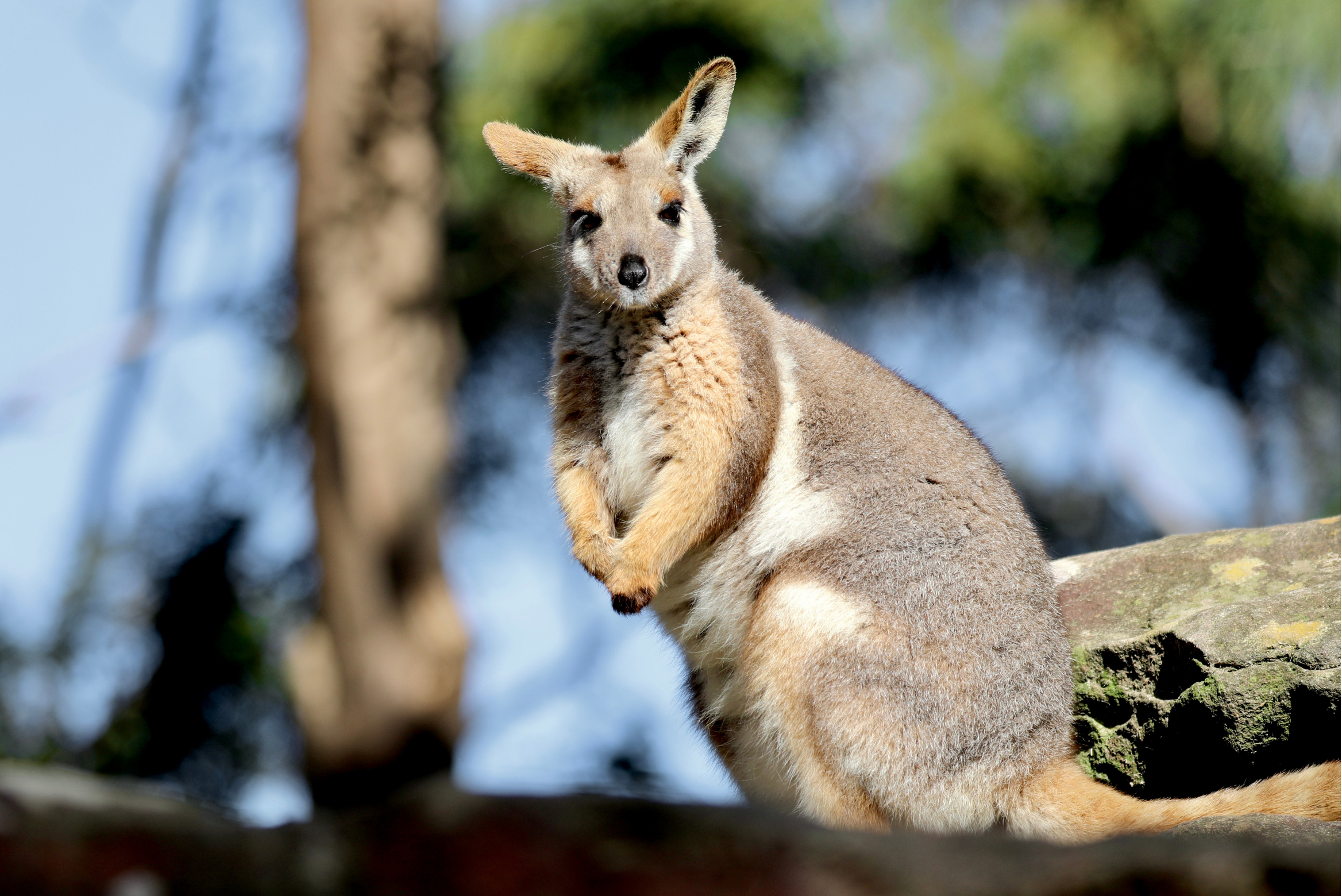 その他 Yellow Footed Wallaby [DVD] Australian Reptile Park - Yellow-Footed Rock-Wallaby