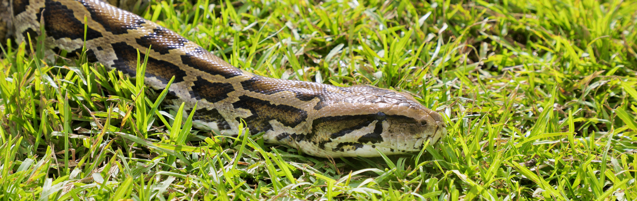 Unleashing the Largest Pythons for Weigh In