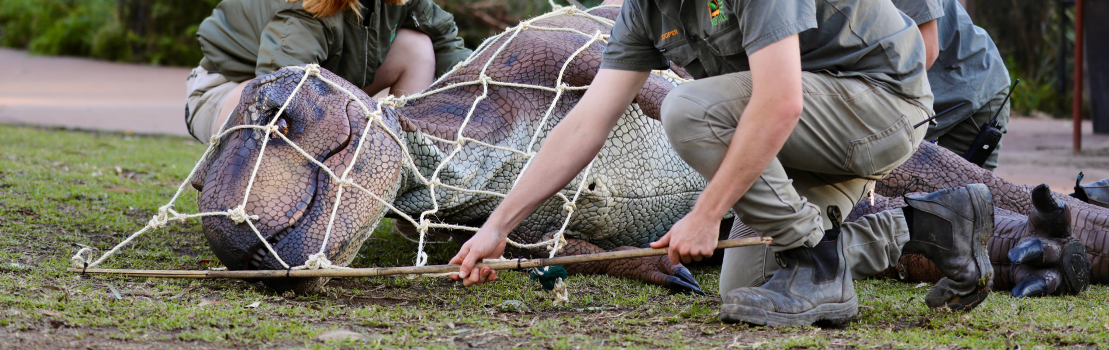 Escaped Dinosaur Drill Goes Viral Online!