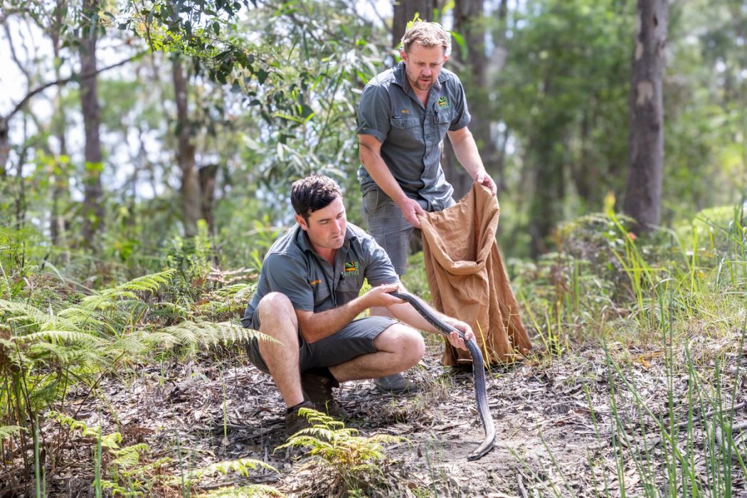 Snake Season is Here: Stay Safe | Australian Reptile Park