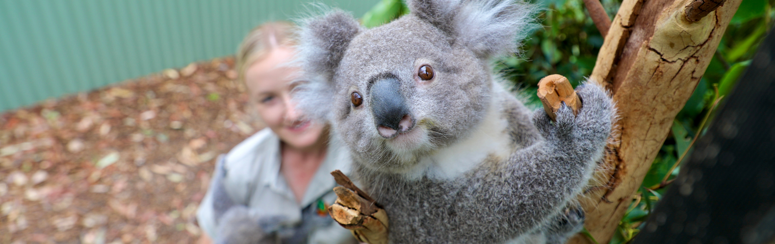 Adorable Koala Joey Trio Go To Preschool