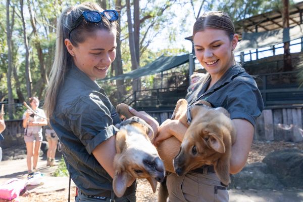 baby dingo puppies with keepers