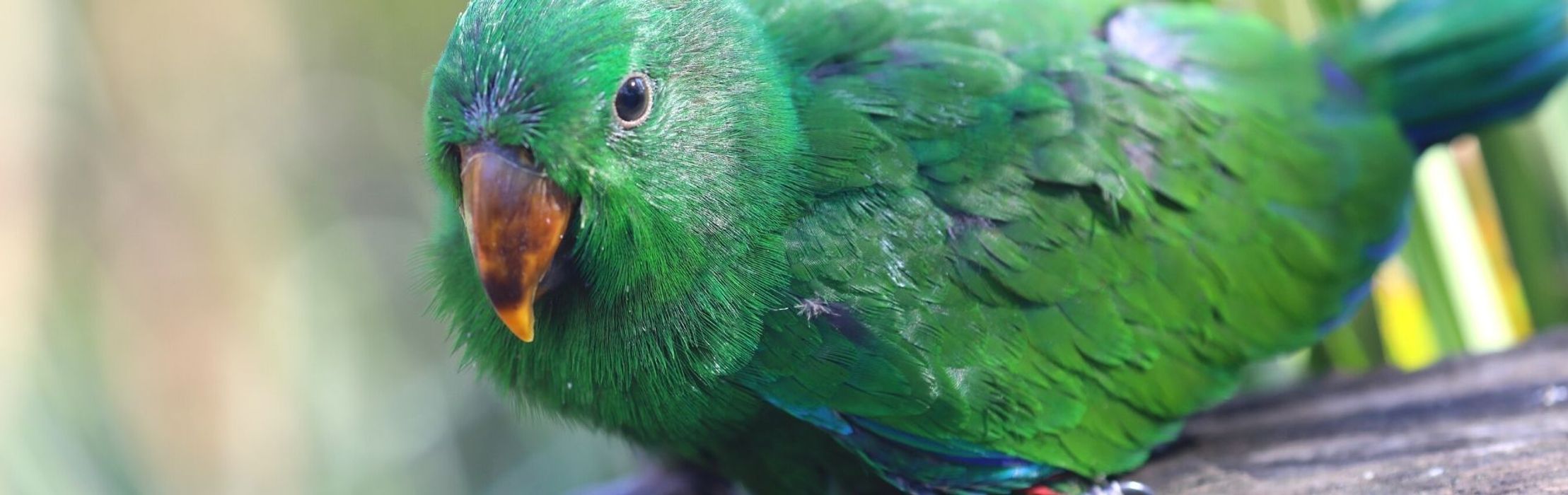 Eclectus Parrot