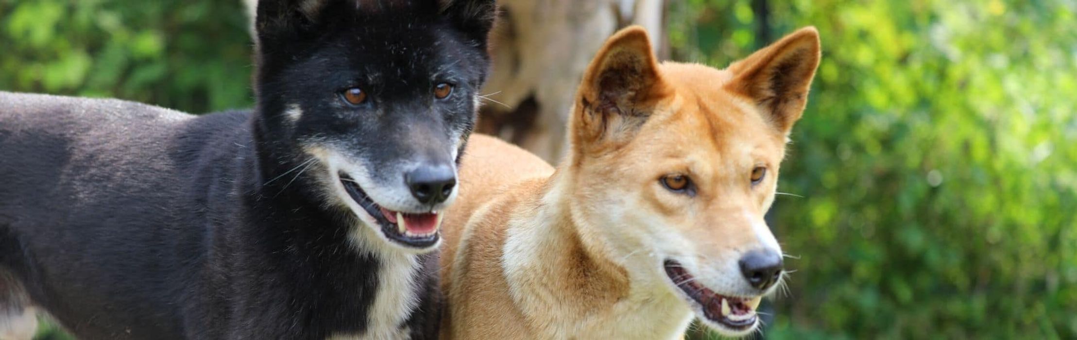 Valentine's Day at the Australian Reptile Park