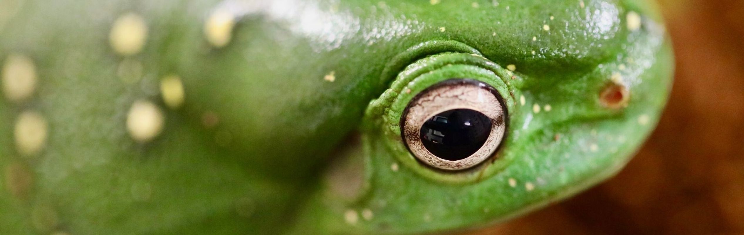 Australian Reptile Park Magnificent Tree Frog