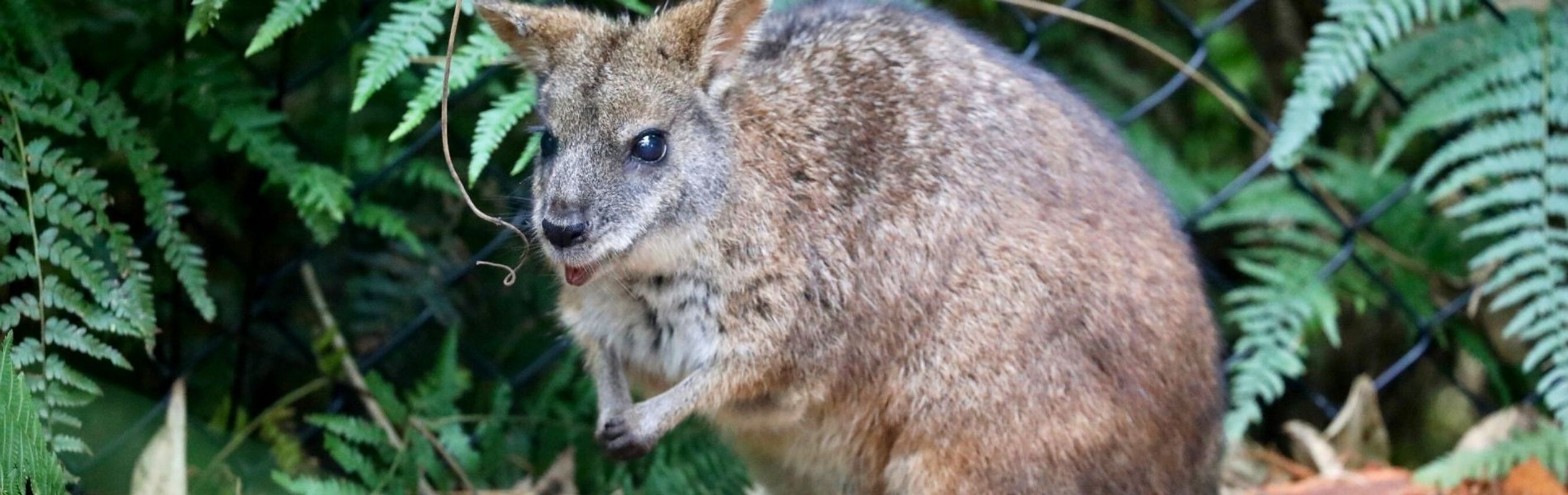 Australian Reptile Park Animal