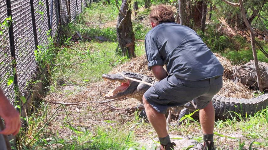 dangerous alligator nest raids get hearts racing