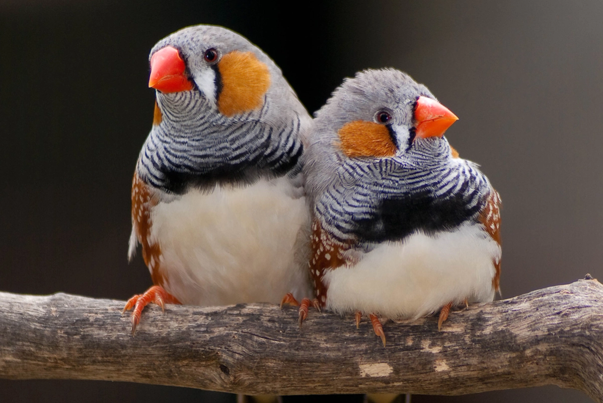 Australian Reptile Park - Zebra Finch