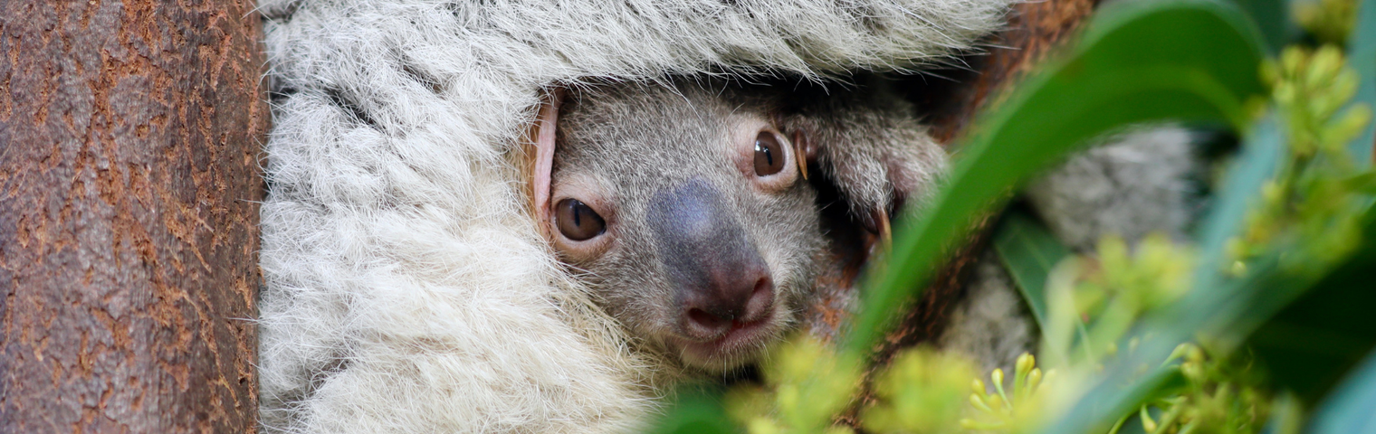 Famous Koala "Elsa" Has Her First Joey Emerge From Pouch