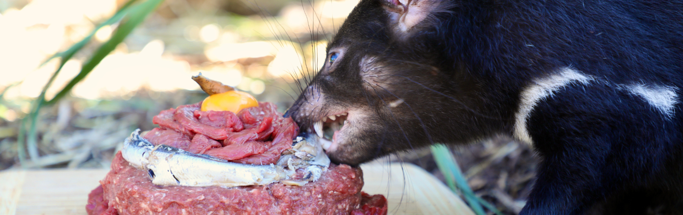 Vegemite & Toast Celebrate First Birthday