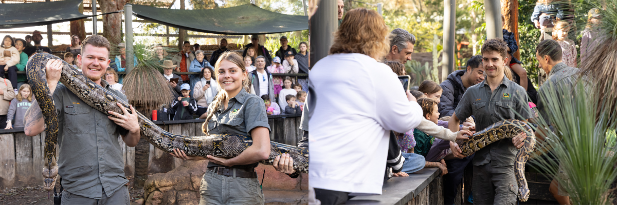 World Snake Day Weigh-In | Australian Reptile Park