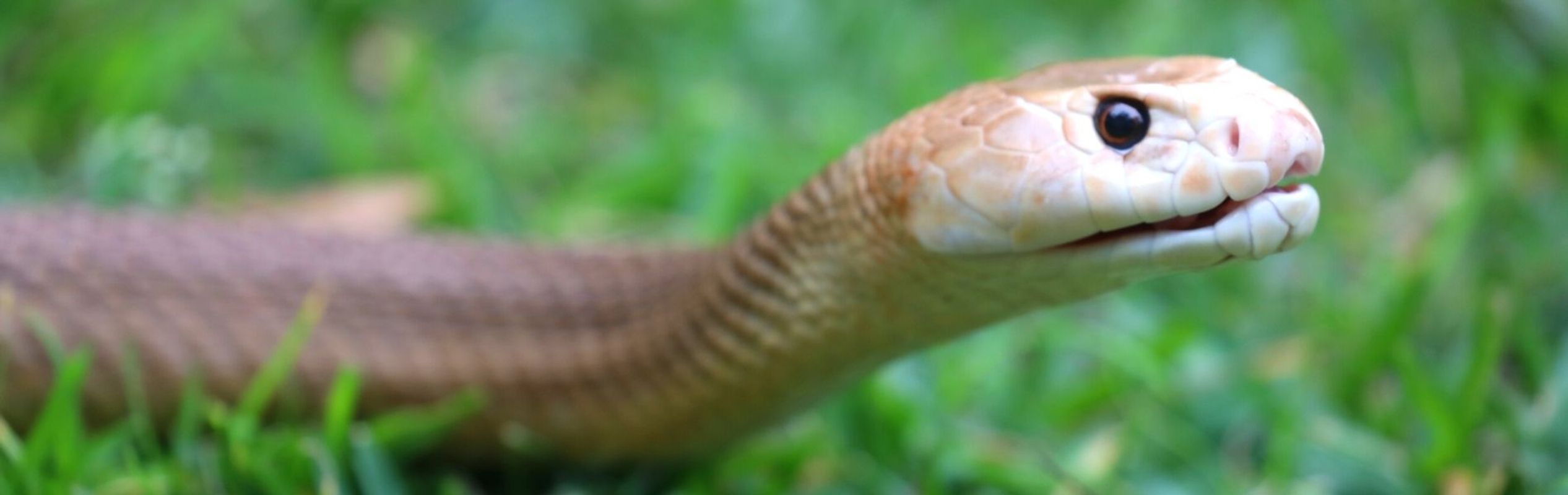 Australian Reptile Park Coastal Taipan