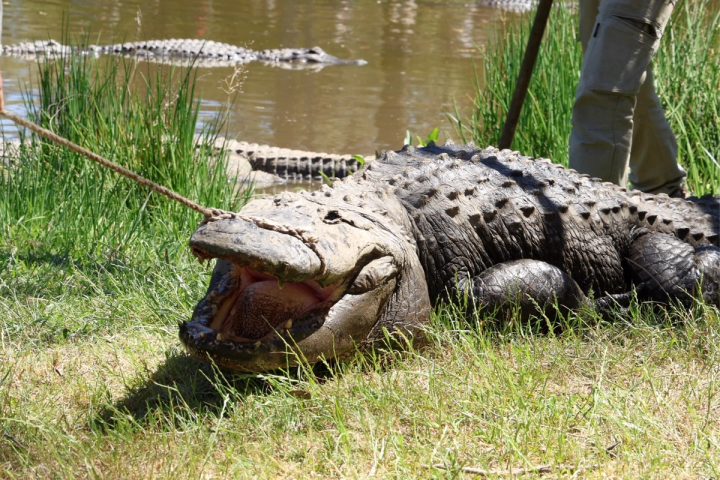 Alligator on bank with rope around its snout
