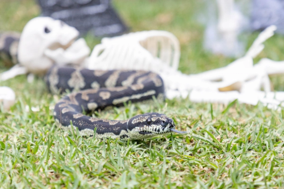 Snake slithering over fake skeleton
