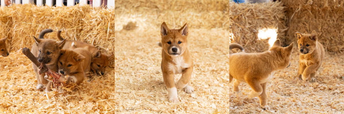Dingo Puppies Sink Teeth Into First Bone | Australian Reptile Park