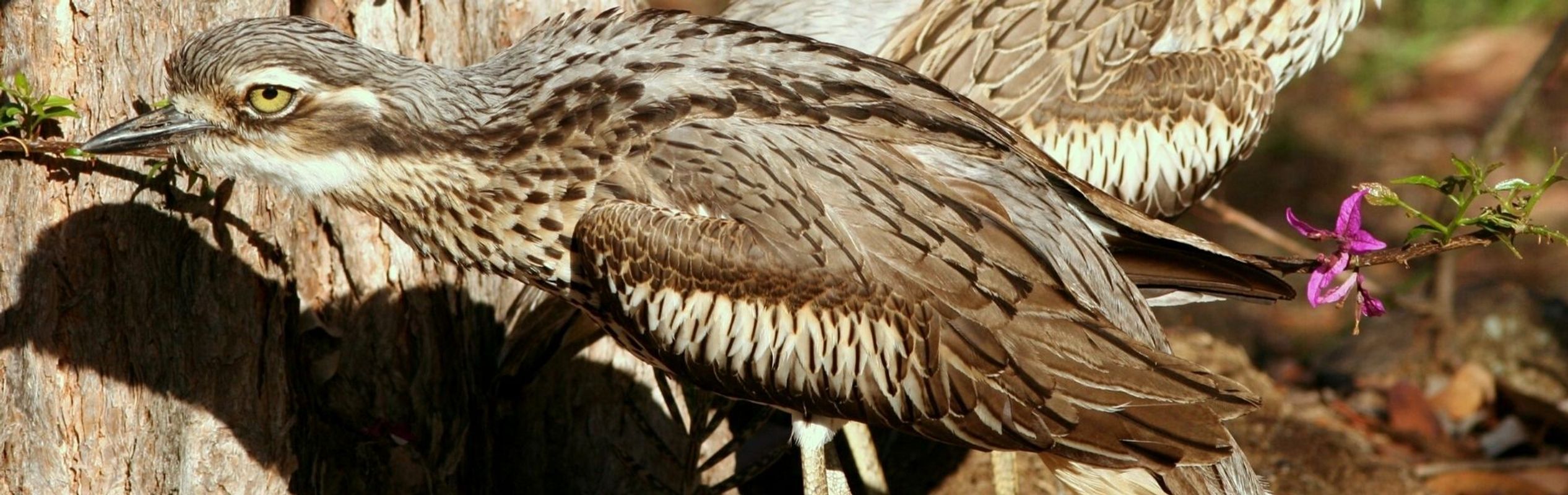 Australian Reptile Park Bush Stone-Curlew