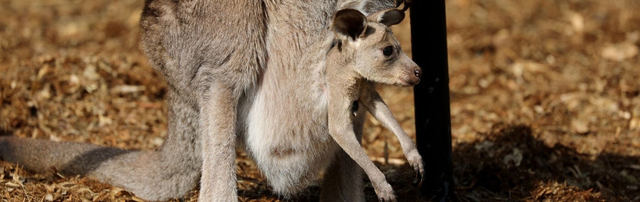 Kangaroo Joey Takes Adorable First Hops