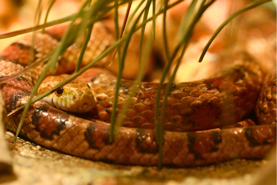 Corn Snake