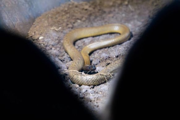 Inland Taipan Inside the Weigel Venom Centre at the Australian Reptile Park