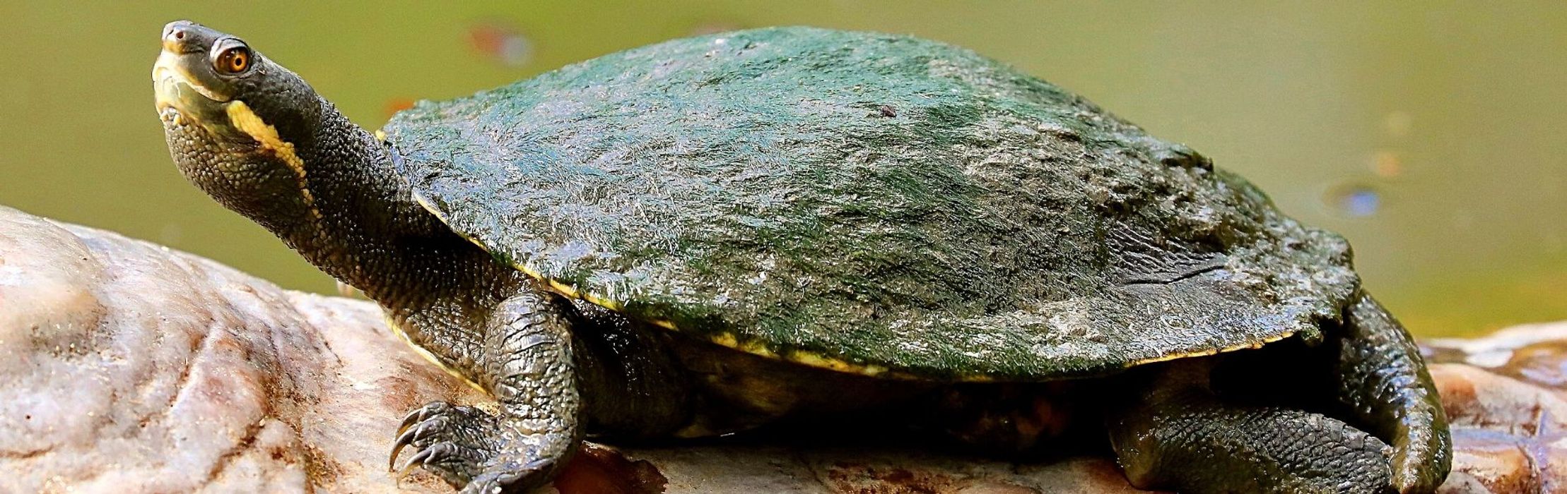 Manning River Turtle