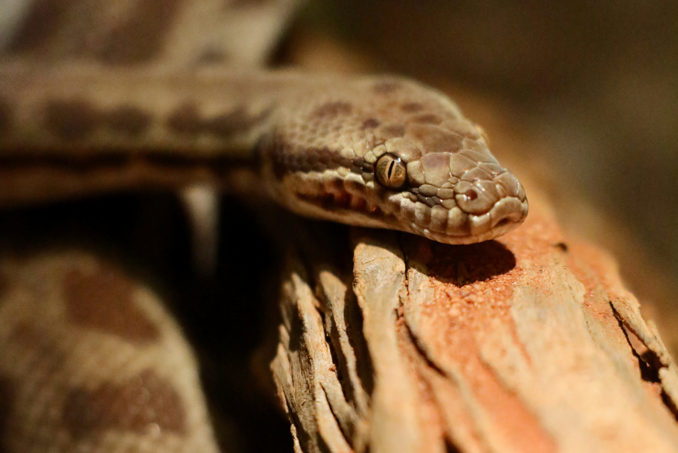 Simpson Python Australian Reptile Park - Stimson’s Python