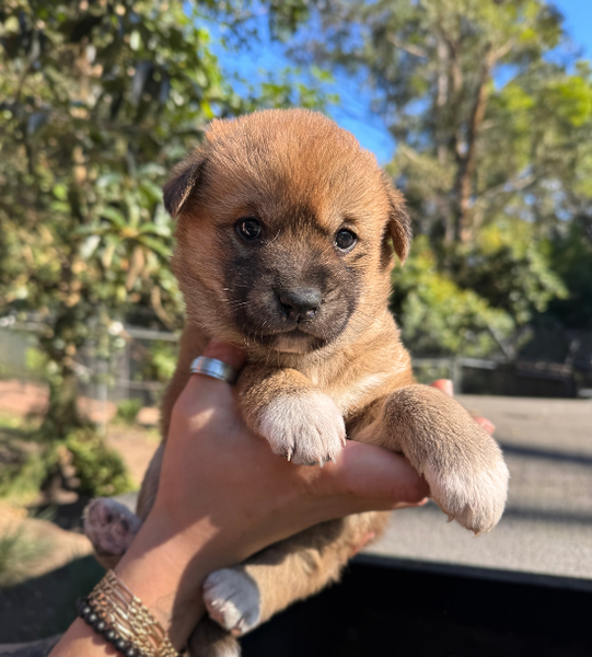 Coco the dingo puppy
