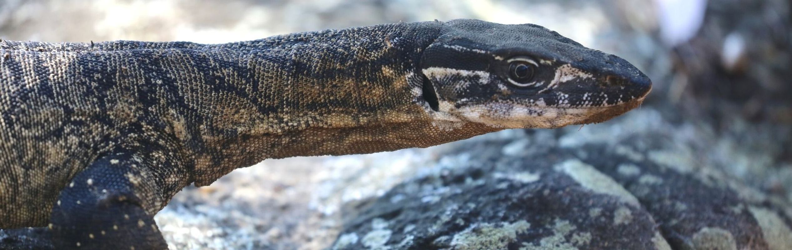 Australian Reptile Park Heath Monitor