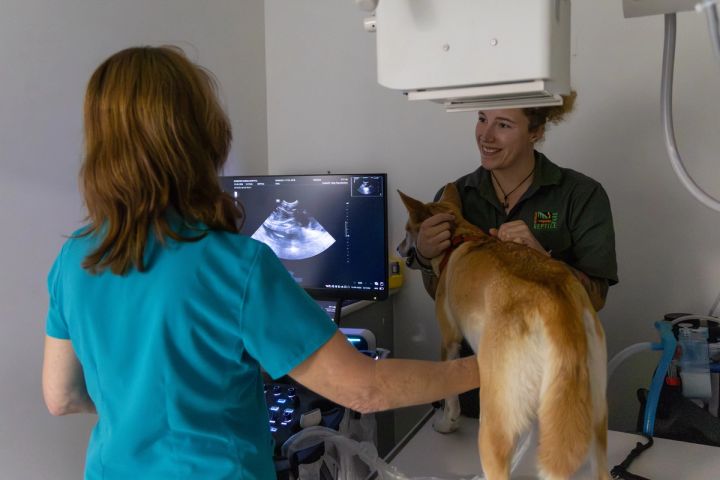 Dingo Mum, Chilli at the vet getting ultrasound with keeper