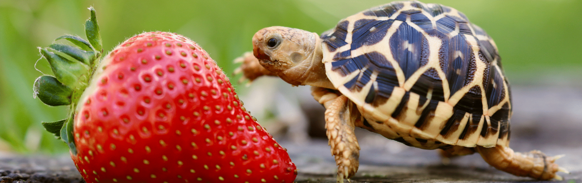 Meet Tiny Tim - The Tiny Indian Star Tortoise