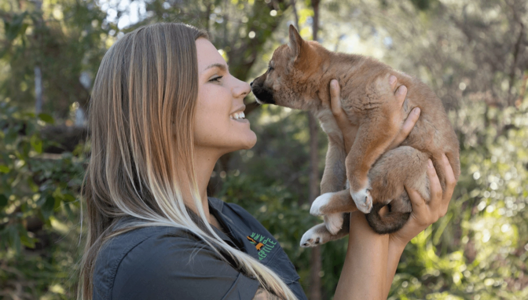 baby dingo with keeper