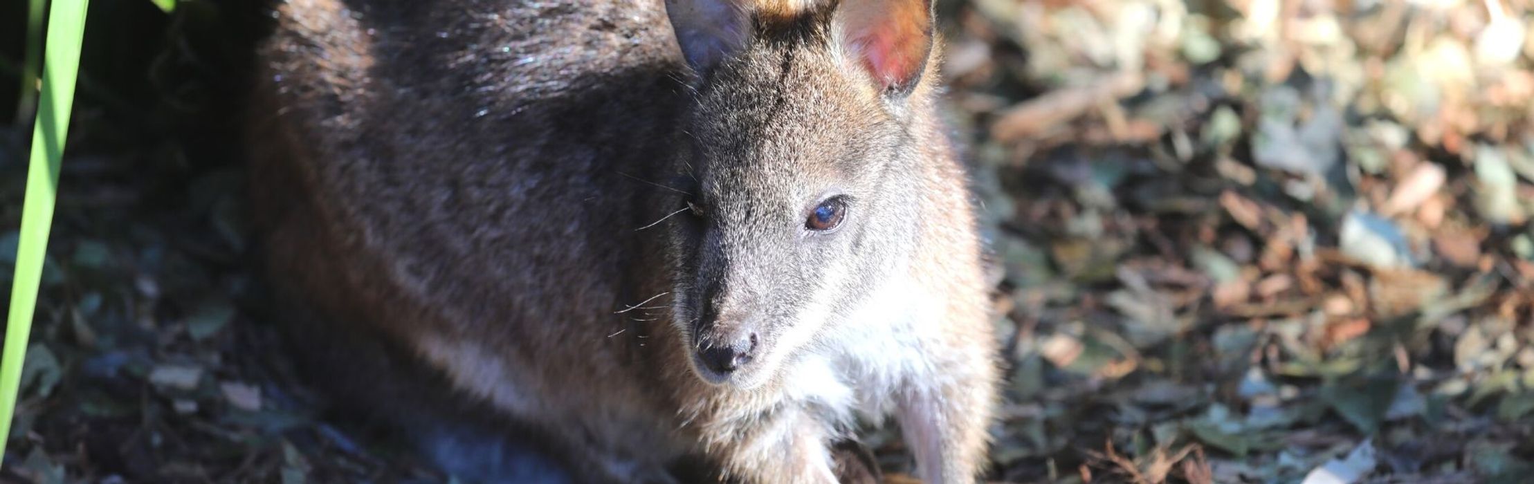 Parma Wallaby