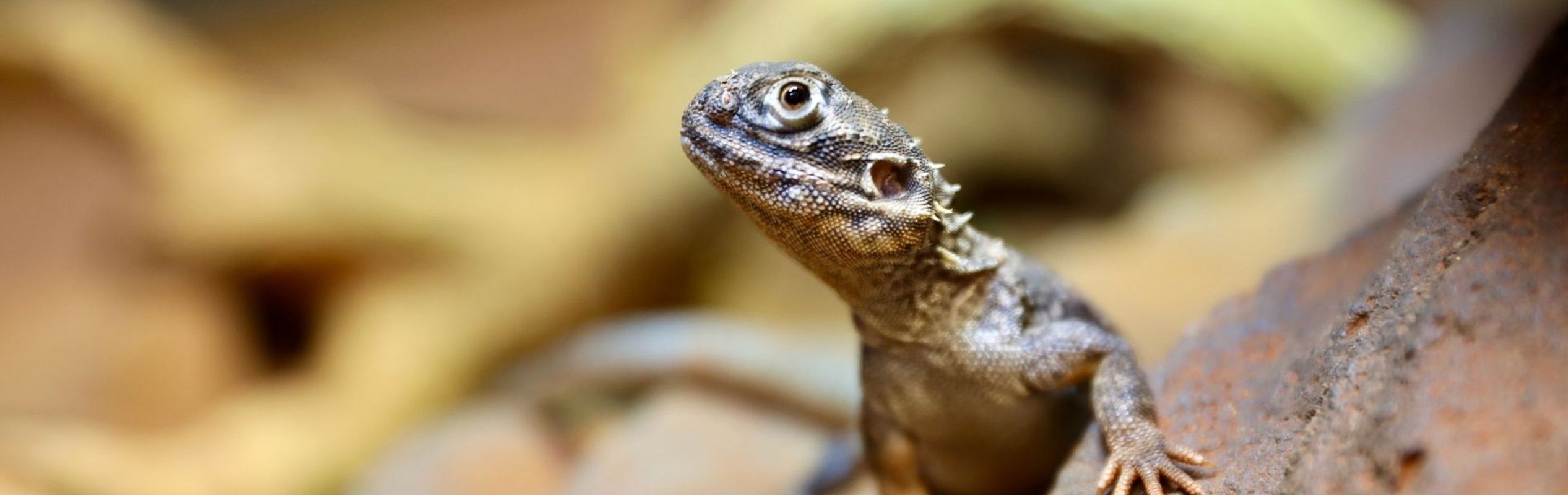 Australian Reptile Park Central Netted Dragon