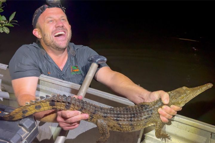 park manager billy collett in creek holding fresh water crocodile