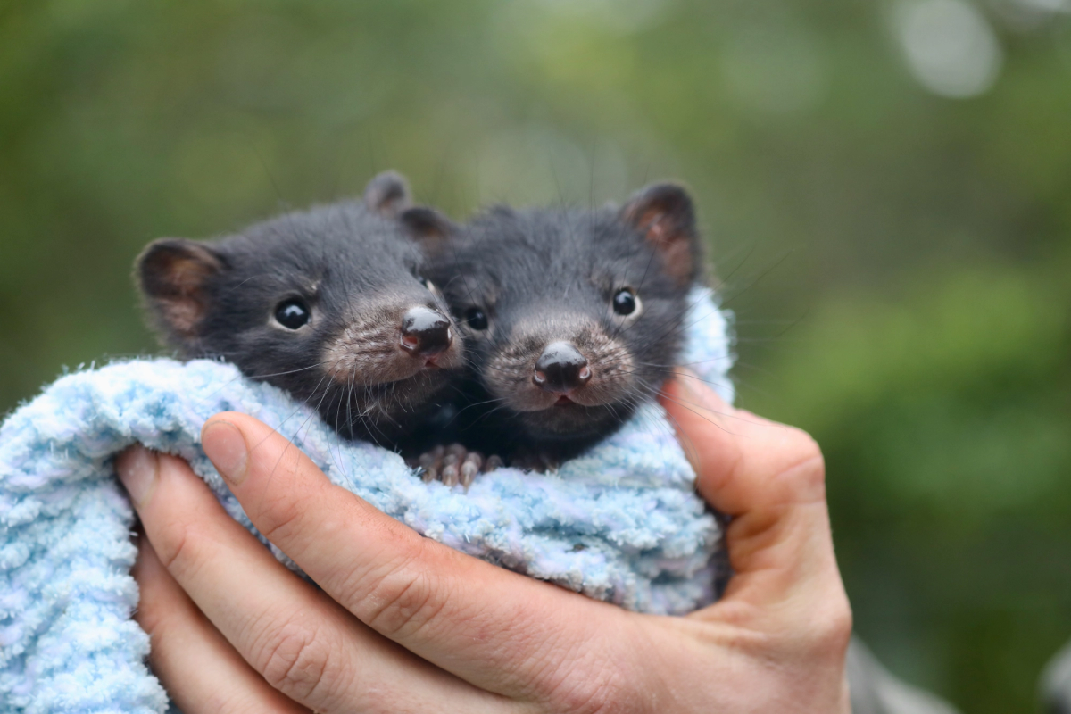 Tassie Devil Encounter