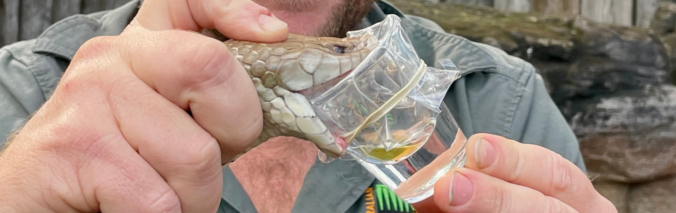 Venom Milking Australia's Three Deadliest Snakes