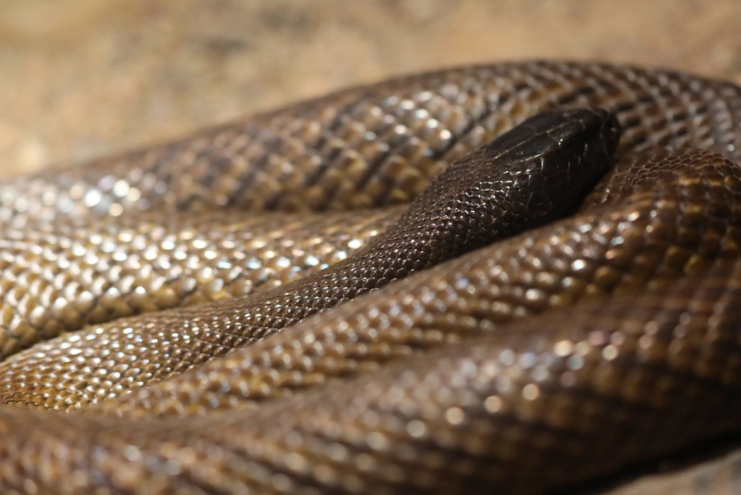 Inland Taipan