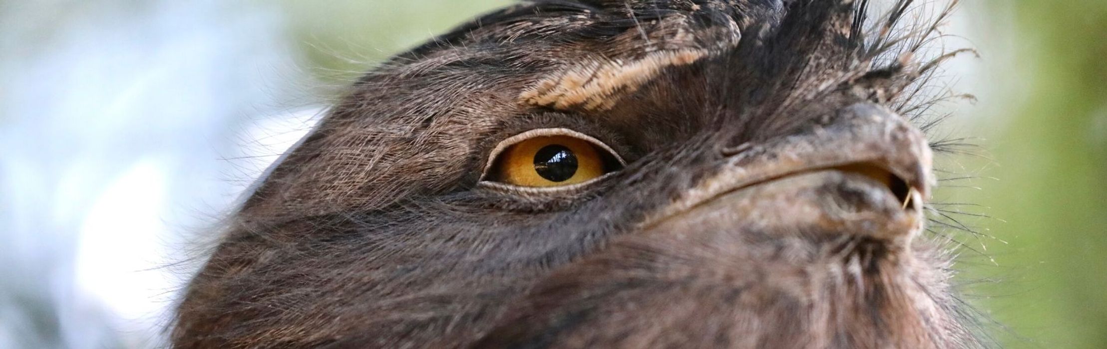 Tawny Frogmouth