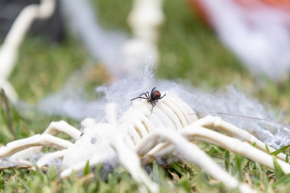Red back spider on fake spider skeleton
