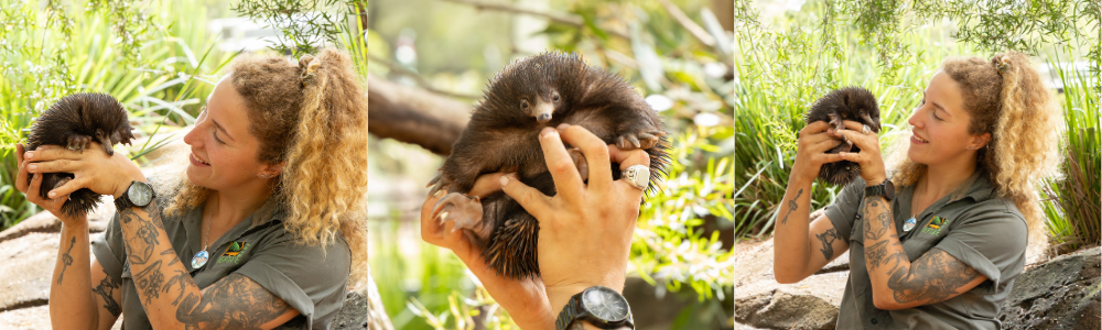 Piggle the Echidna Puggle