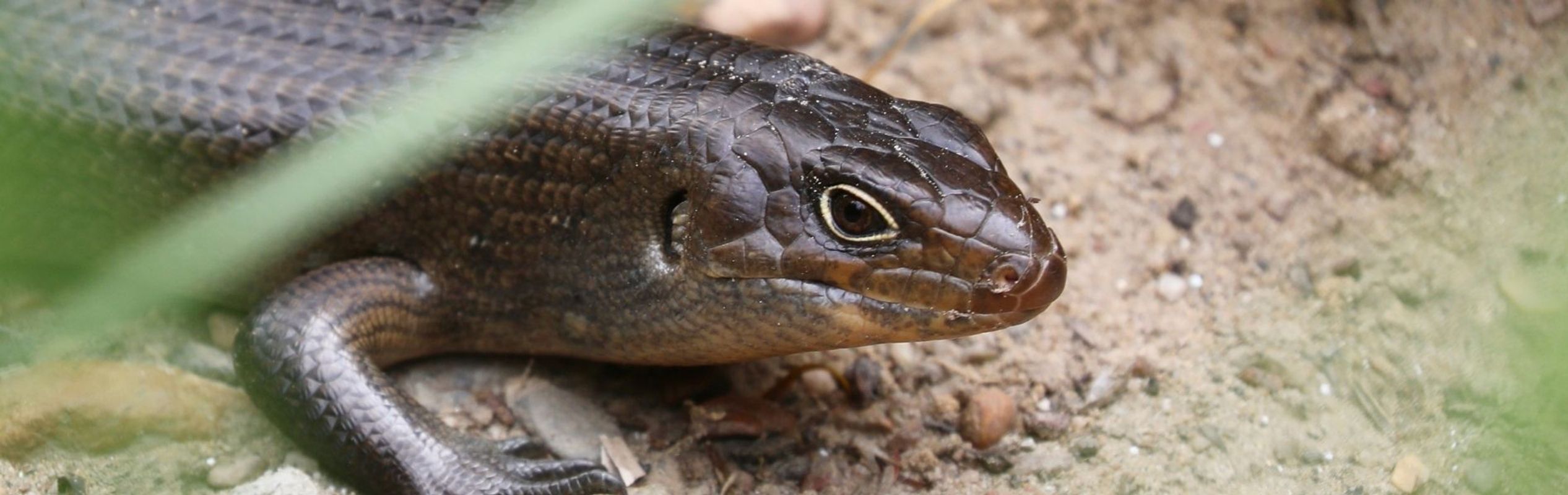 Australian Reptile Park Land Mullet