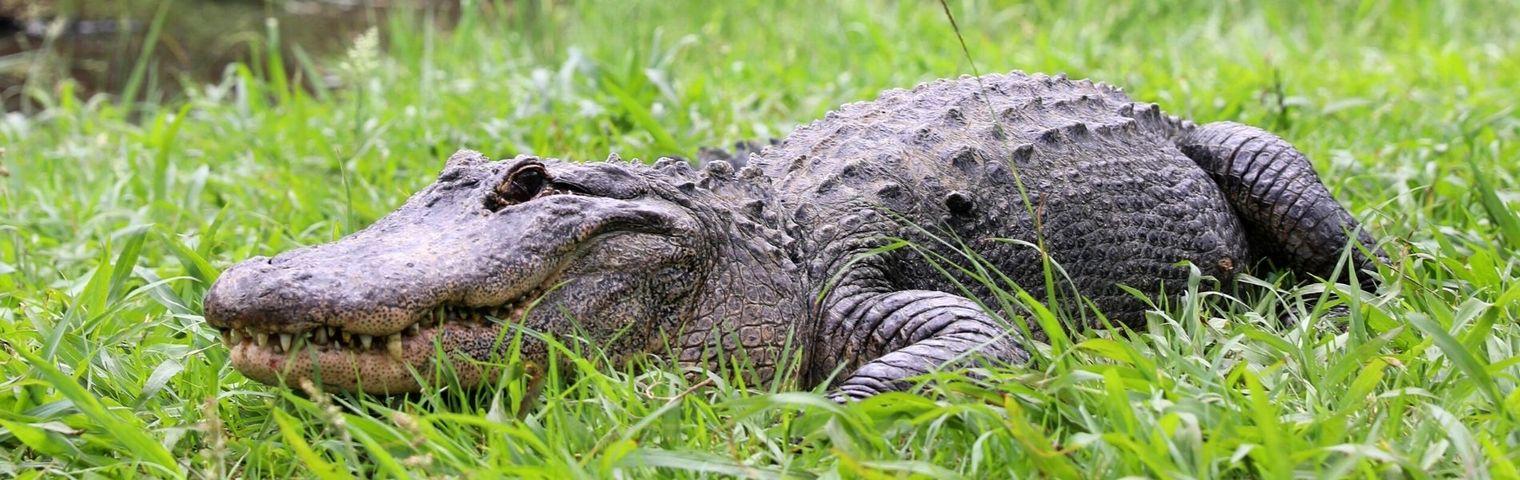 Alligator Nest Raids Get Hearts Racing