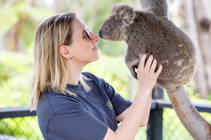 koala encounter at the australian reptile park