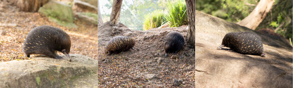Piggle and Puddin the Echidna Puggle