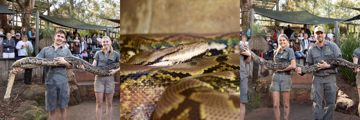 World Snake Day Weigh-In | Australian Reptile Park