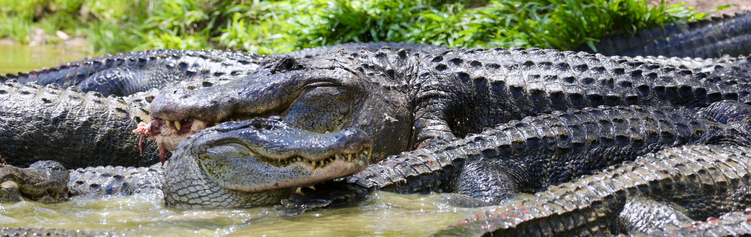 American Alligators GO WILD During Carcass Feed