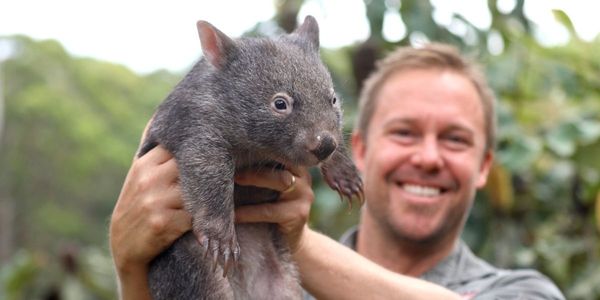 wombat-adopt