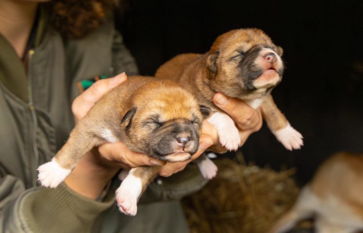 Dingo Puppies born at the Australian Reptile Park 2026