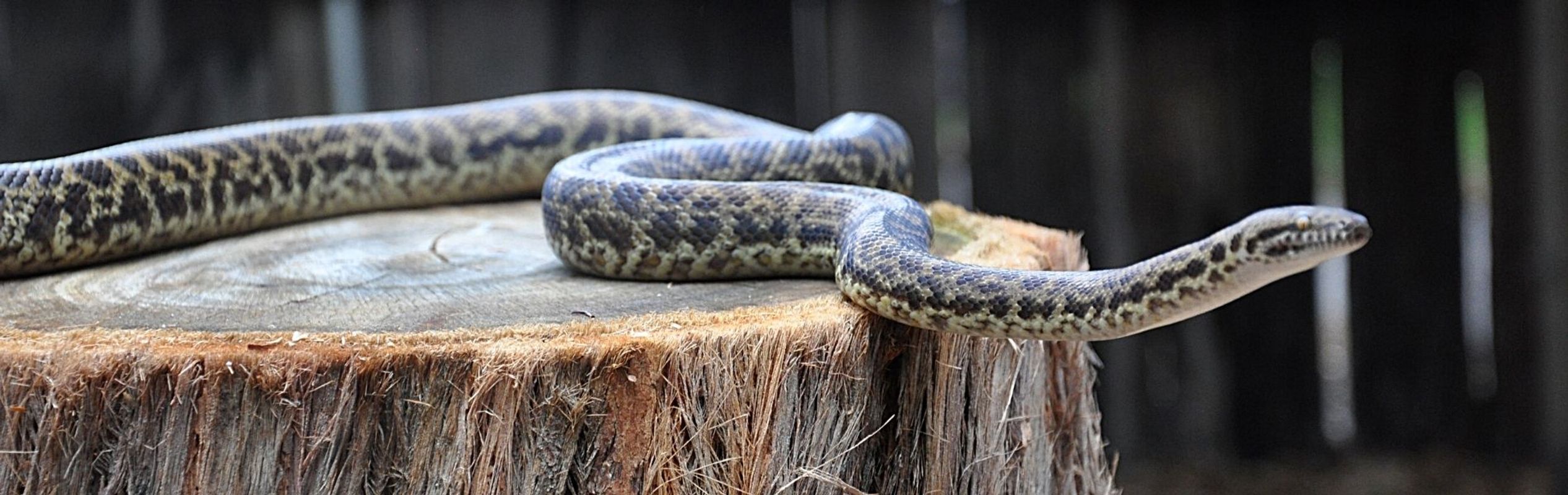 Australian Reptile Park Spotted Python