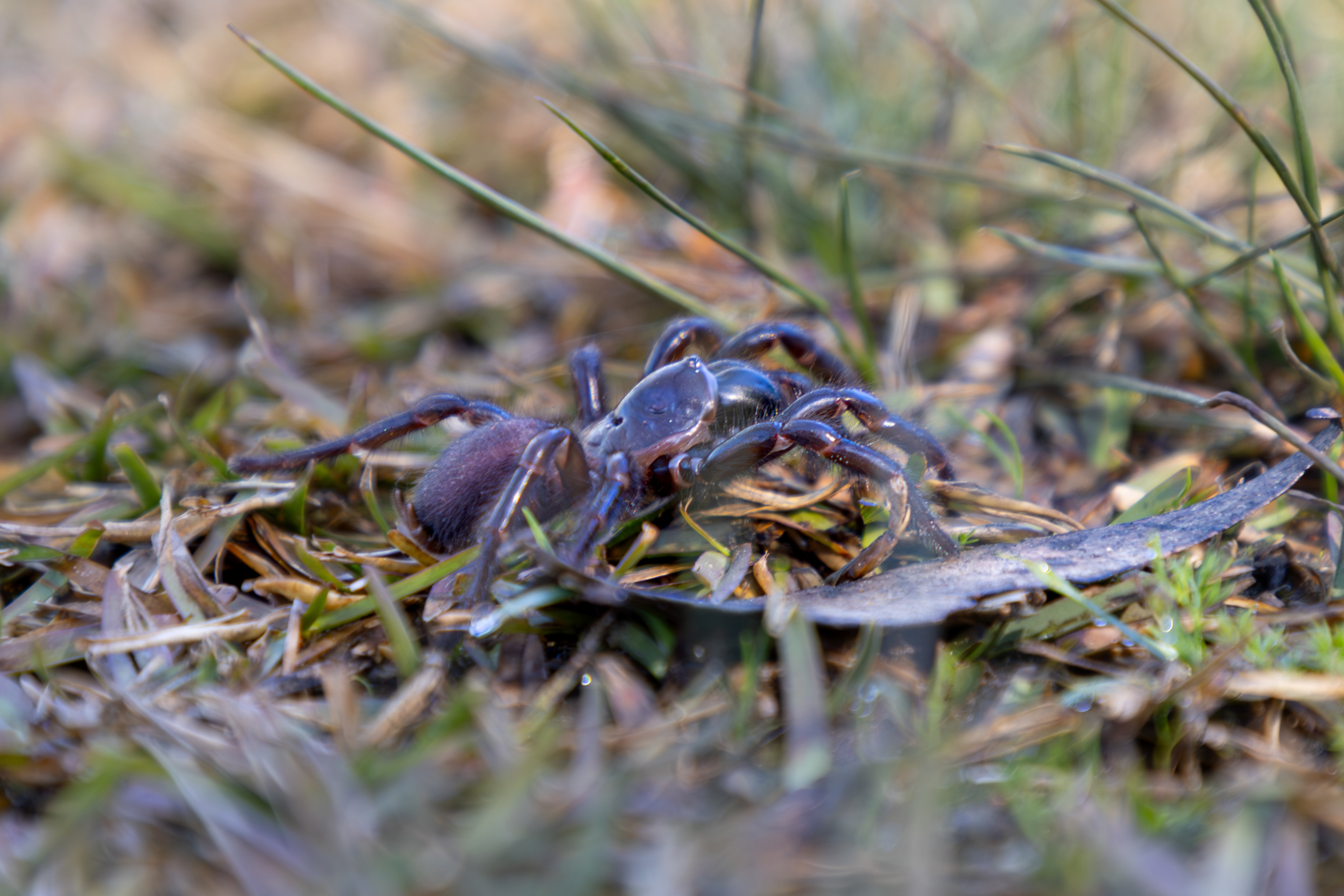 Funnel web spider walking on grass