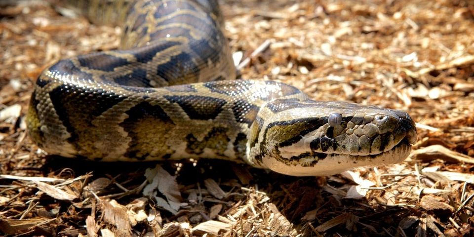 Burmese Python Photo Experience